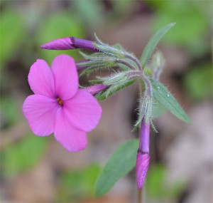 Phlox stolonifera May 14 2011
