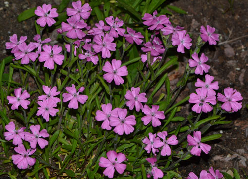 Silene caroliniana May 26 2011