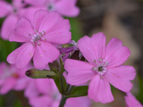 Silene caroliniana May 29 2011