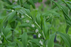 Polygonatum biflorum May 14 2011