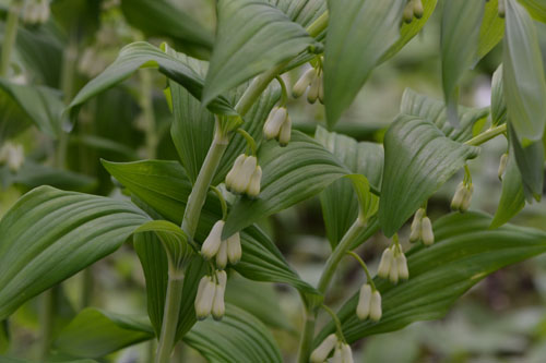 solomon's seal May 14 2011