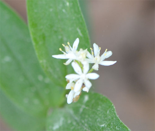Smilacina stellata May 22 2011