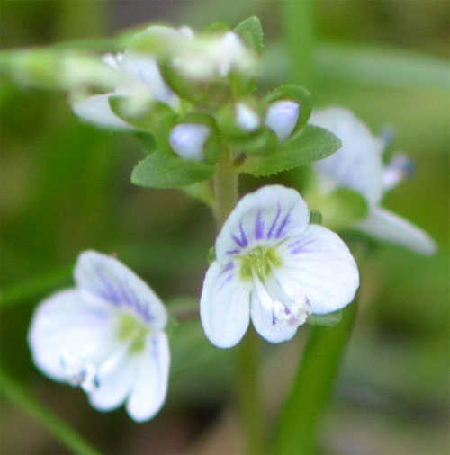 thymeleaf speedwell May 21 2011