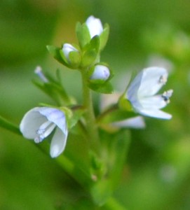 Veronica serpyllifolia May 21 2011