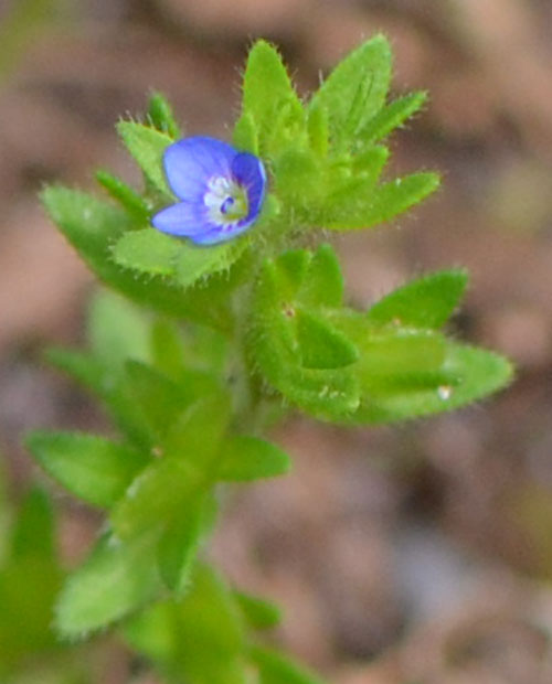 Veronica arvensis May 21 2011