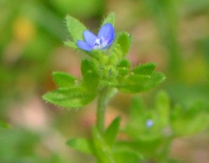 corn speedwell in the yard May 2011