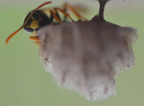 paper wasp May 21 2011