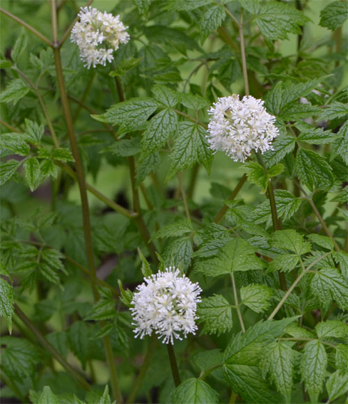 White baneberry May 14 2011