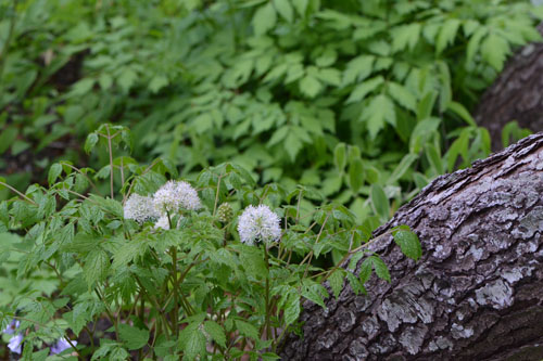 white baneberry flowers May 14 2011