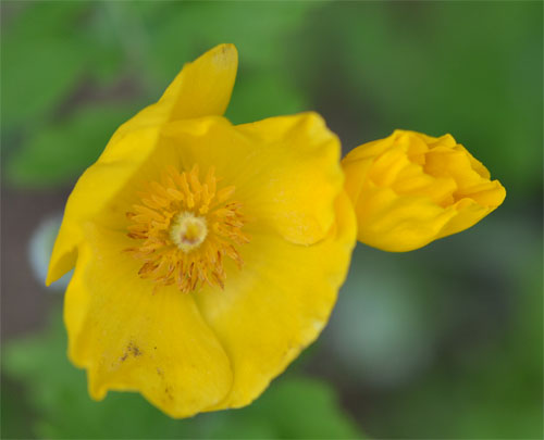 wood poppy May 2011