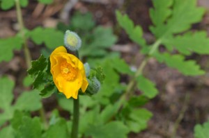 wood poppy May 2011