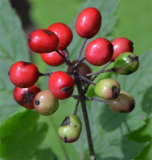 red baneberry June 20 2011