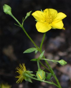 barren strawberry May 22 2011