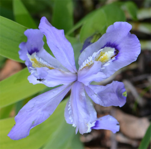 Iris cristata April 30, 2012