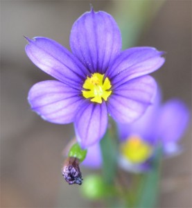 blue eyed grass June 24 2011