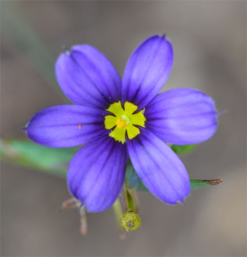 Sisyrinchium augustifolium June 24 2011