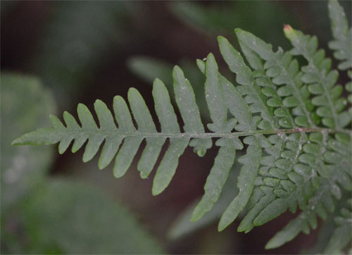 bracken fern June 10 2011