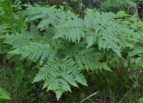 bracken fern June 12 2011