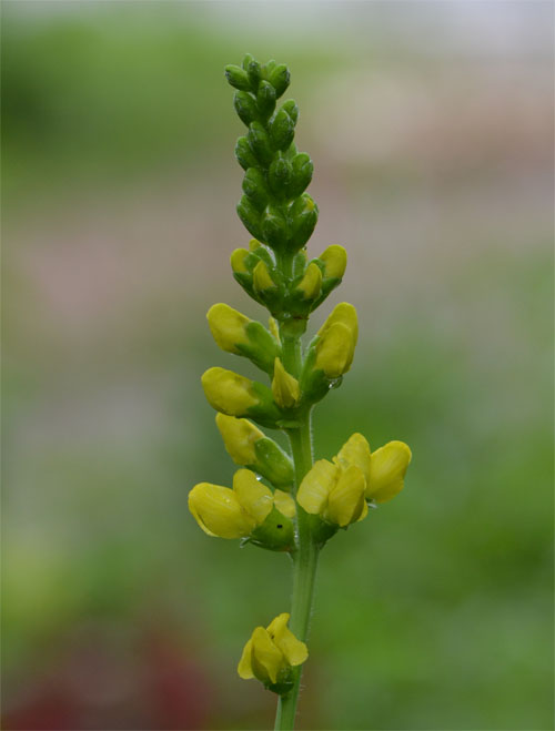 Carolina lupine June 24 2011
