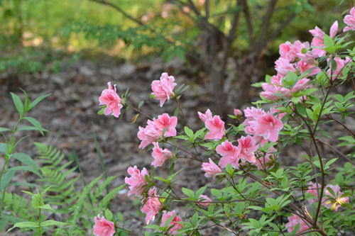 front yard May 22 2011