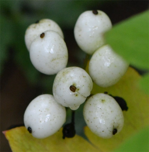 Actaea rubra forma neglecta July 3 2011