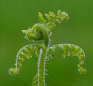 Dennstaedtia punctilobula May 3 2011