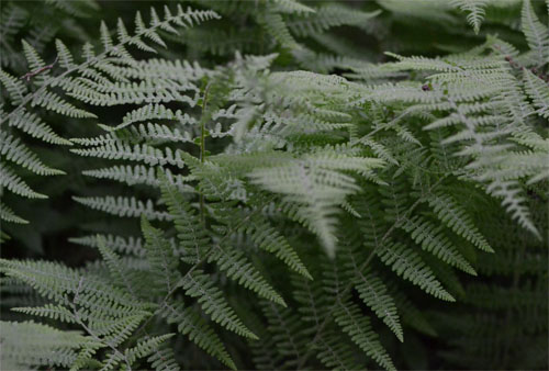 hayscented fern June 10 2011