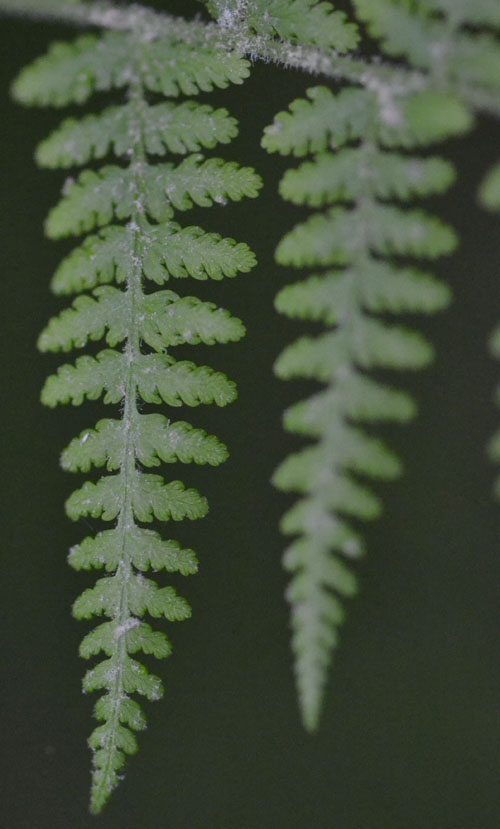 hayscented fern June 10 2011