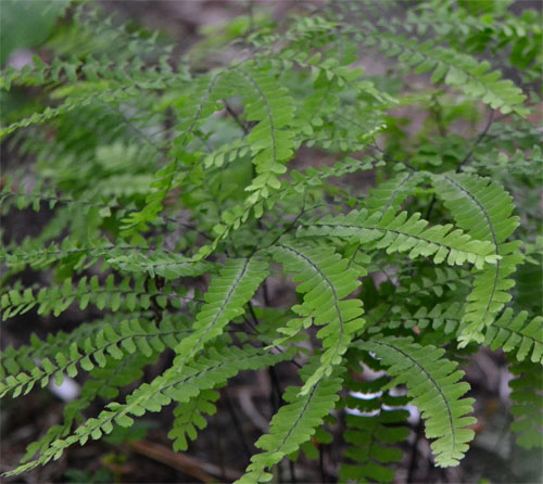 northern maidenhair fern June 10 2011