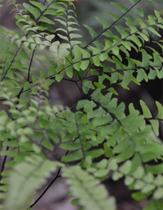 Adiantum pedatum June 10 2011