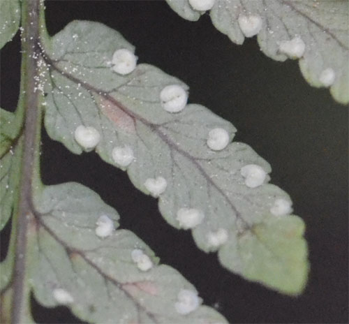 frond detail marginal wood fern 2011