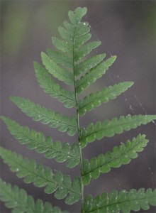 marginal wood fern June 10 2011