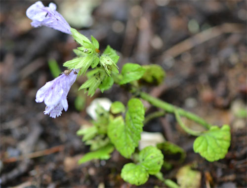 meehania cordata June 12 2011