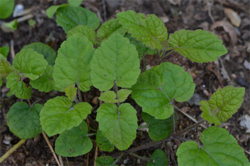 Meehania cordata May 22 2011