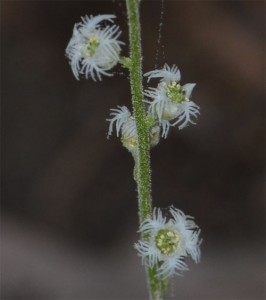 miterwort May 22 2011