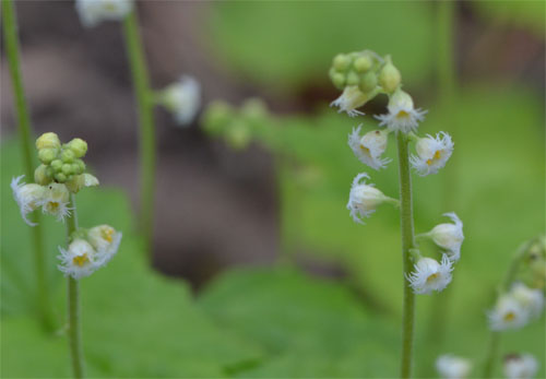 Mitella diphylla May 2011