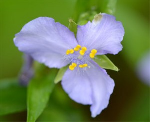 Bluejacket spiderwort June 18, 2011