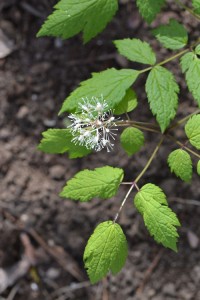 Actaea rubra neglecta May 22 2011