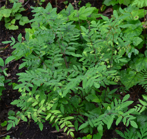 Osmunda regalis June 24 2011