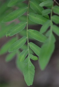 Osmunda regalis June 10 2011