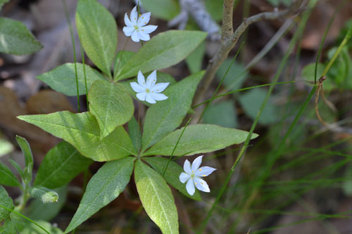 Trientalis borealis May 22 2011 Trientalis borealis May 22 2011