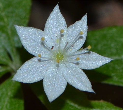 starflower May 22 2011