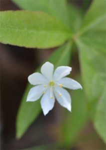 starflower May 22 2011