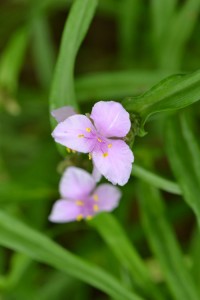Tradescantia virginiana June 20 2011