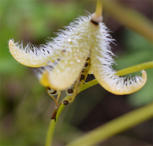 Wood poppy opened seed pod June 24 2011