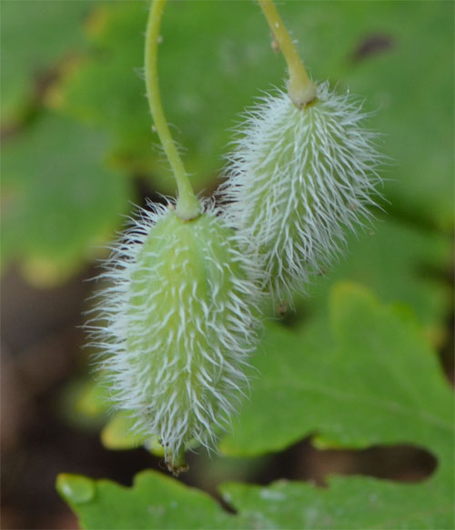 wood poppy seed pods June 20, 2011