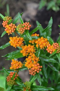 Asclepias tuberosa June 24 2011