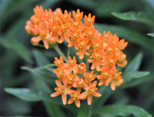 Asclepias tuberosa June 24 2011