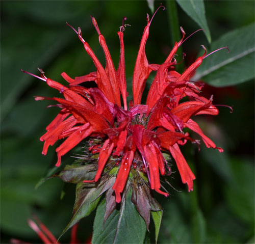 Monarda didyma July 8 2011