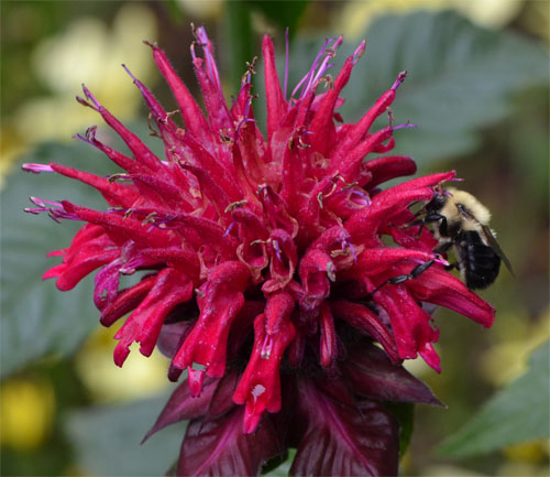 Monarda didyma "Jacob Cline" variety, with bumblebee July 8 2011